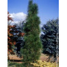 PINUS nigra GREEN TOWER