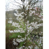 PRUNUS nipponica BRILLANT
