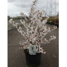 PRUNUS nipponica BRILLANT En pot de 10-12 litres
