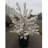 PRUNUS nipponica BRILLANT En pot de 25-30 litres