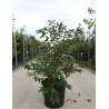PRUNUS nipponica BRILLANT En pot de 25-30 litres
