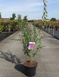 PRUNUS mume BENI-CHIDORI En pot de 7-10 litres