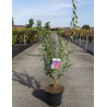 PRUNUS mume BENI-CHIDORI En pot de 7-10 litres