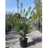 PRUNUS mume BENI-CHIDORI En pot de 25-30 litres