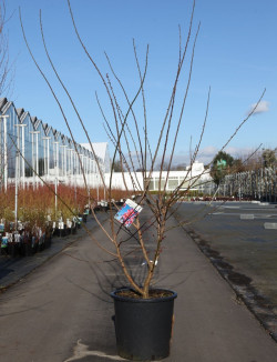 PRUNUS mume BENI-CHIDORI En pot de 25-30 litres
