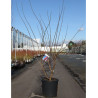 PRUNUS mume BENI-CHIDORI En pot de 25-30 litres