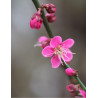 PRUNUS mume BENI-CHIDORI