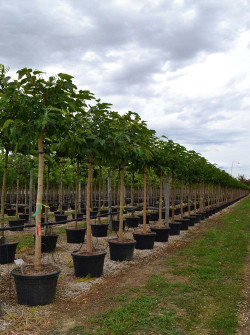 MORUS kagayamae FRUITLESS En pot 110-130 litres forme tige hauteur du tronc 180-200 cm