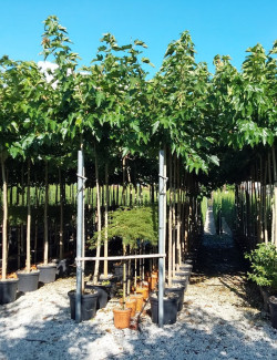 MORUS kagayamae FRUITLESS En pot de 35-50 litres forme tige hauteur du tronc 180-200 cm