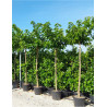 MORUS kagayamae FRUITLESS En pot de 35-50 litres forme tige hauteur du tronc 180-200 cm
