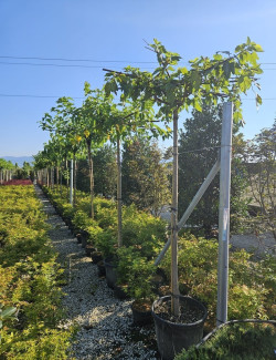 MORUS kagayamae FRUITLESS En pot de 35-50 litres forme plateau sur tige hauteur du tronc 180-200 cm circonférence du tronc 10-12