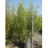 SALIX babylonica TORTUOSA En pot de 35-50 litres