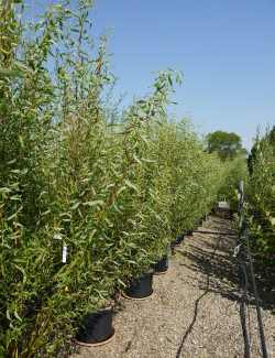 SALIX babylonica TORTUOSA En pot de 35-50 litres