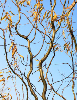SALIX babylonica TORTUOSA