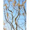 SALIX babylonica TORTUOSA
