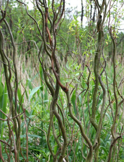 SALIX babylonica TORTUOSA