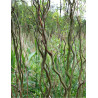 SALIX babylonica TORTUOSA