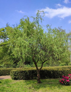 SALIX babylonica TORTUOSA