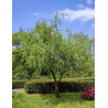 SALIX babylonica TORTUOSA