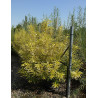 SALIX udensis GOLDEN SUNSHINE En pot de 35-50 litres