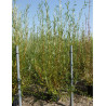 SALIX alba CHERMESINA En pot de 35-50 litres