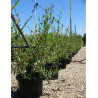 SALIX alba CHERMESINA En pot de 35-50 litres