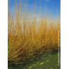 SALIX alba CHERMESINA