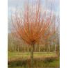 SALIX alba CHERMESINA