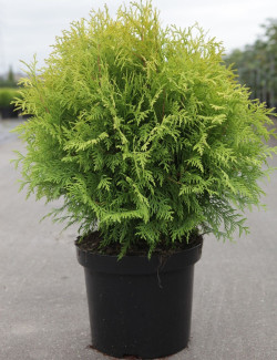 THUJA occidentalis GOLDEN GLOBE En pot de 7-10 litres