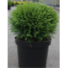 THUJA occidentalis DANICA En pot de 7-10 litres