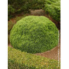THUJA occidentalis DANICA