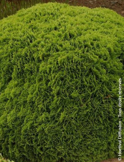 THUJA occidentalis DANICA