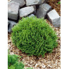 THUJA occidentalis DANICA