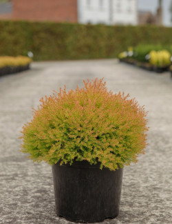 THUJA occidentalis FIRE CHIEF® En pot de 7-10 litres