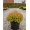THUJA occidentalis FIRE CHIEF® En pot de 7-10 litres