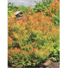 THUJA occidentalis FIRE CHIEF®