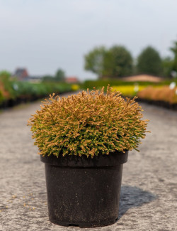 THUJA occidentalis GOLDEN TUFFET En pot de 7-10 litres