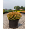 THUJA occidentalis GOLDEN TUFFET En pot de 7-10 litres