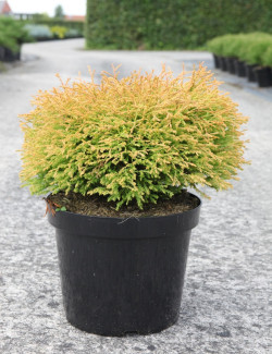 THUJA occidentalis GOLDEN TUFFET En pot de 7-10 litres