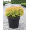THUJA occidentalis GOLDEN TUFFET En pot de 7-10 litres