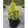THUJA occidentalis JANTAR En pot de 7-10 litres