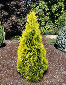 THUJA occidentalis JANTAR