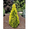 THUJA occidentalis JANTAR