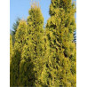 THUJA occidentalis JANTAR