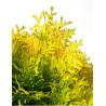THUJA occidentalis JANTAR