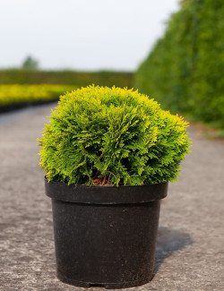 THUJA occidentalis MIRJAM En pot de 7-10 litres