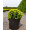THUJA occidentalis MIRJAM En pot de 7-10 litres