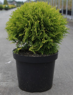 THUJA occidentalis MIRJAM En pot de 7-10 litres