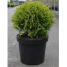 THUJA occidentalis MIRJAM En pot de 7-10 litres