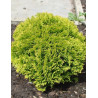 THUJA occidentalis MIRJAM